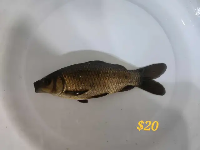 Gold fish in Fish for Rehoming in Mississauga / Peel Region - Image 2