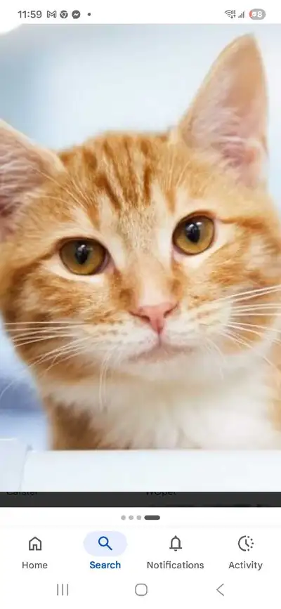 wanted a young orange  male cat or kitten, View more