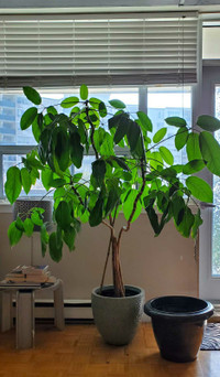Tall Umbrella Tree-Schefflera ‘Amate’ 5,1' LIVE PLANT