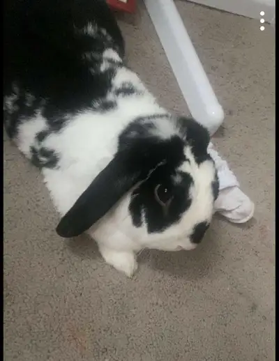 Cute male bunny, View more