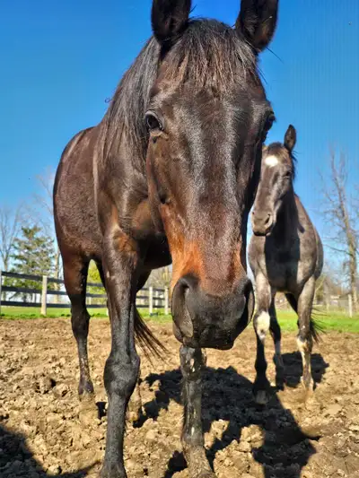 Companion Mare, View more