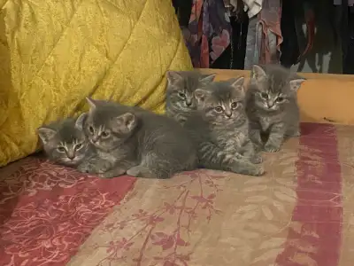 Magnifiques chatons Tabby gris et blanc qui seront prêts entre le 21 avril-1 mai. 2 mâles et 3 femel...