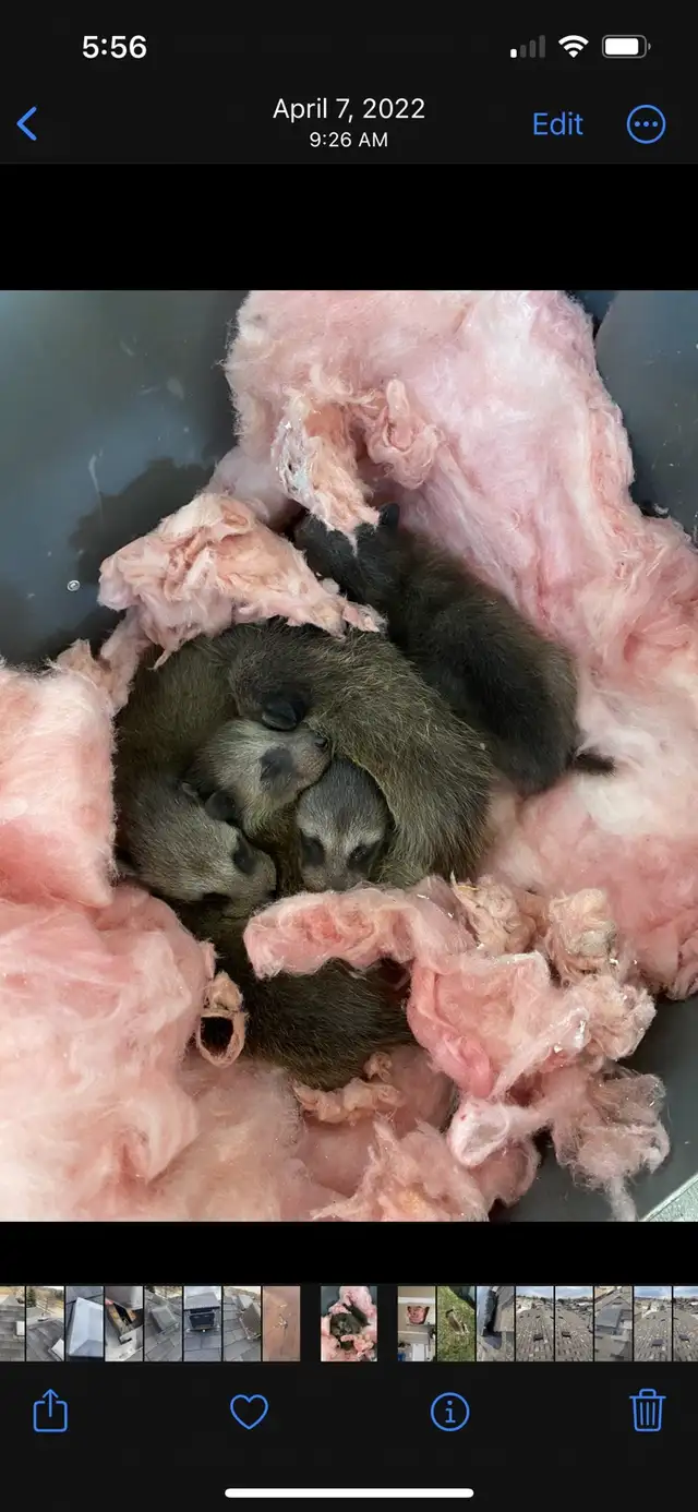 Animal Removal Brampton Mississauga in Other in Mississauga / Peel Region - Image 8