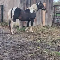 Pasture Horses