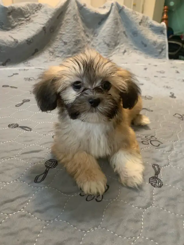 Malshi Puppies (Maltese&Shihtzu)) in Dogs & Puppies for Rehoming in Leamington - Image 4