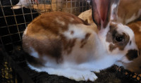 New Zealand Rabbits for sale