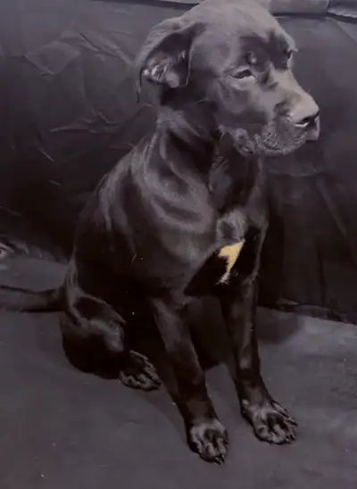 LAST FEMALE AVAILABLE! We only have one black female Cane Corso still available and looking for her...