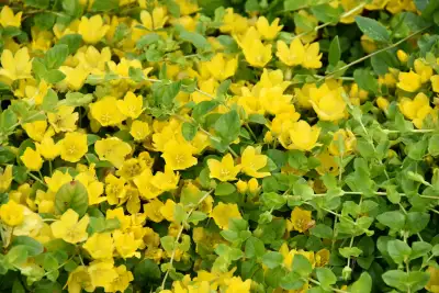 Garden Perennial Plant - LARGE pot, View more