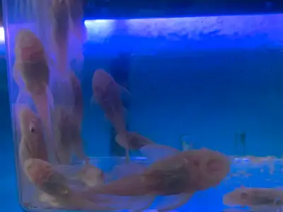 Albino Bristlenose Pleco, View more