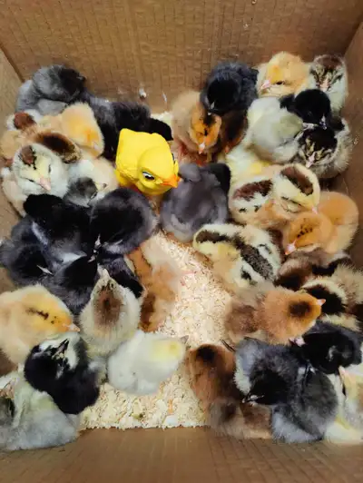 A colorful group of chicks from a colorful group of parents. These chicks come from a large variety...
