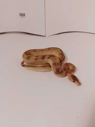 juvenile ball pythons for sale, View more