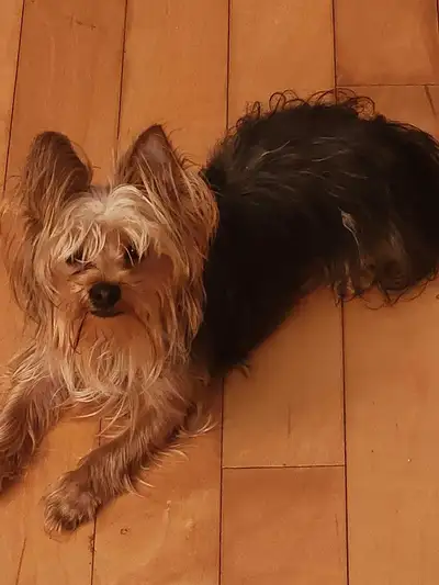 Yorkshire puppie, View more