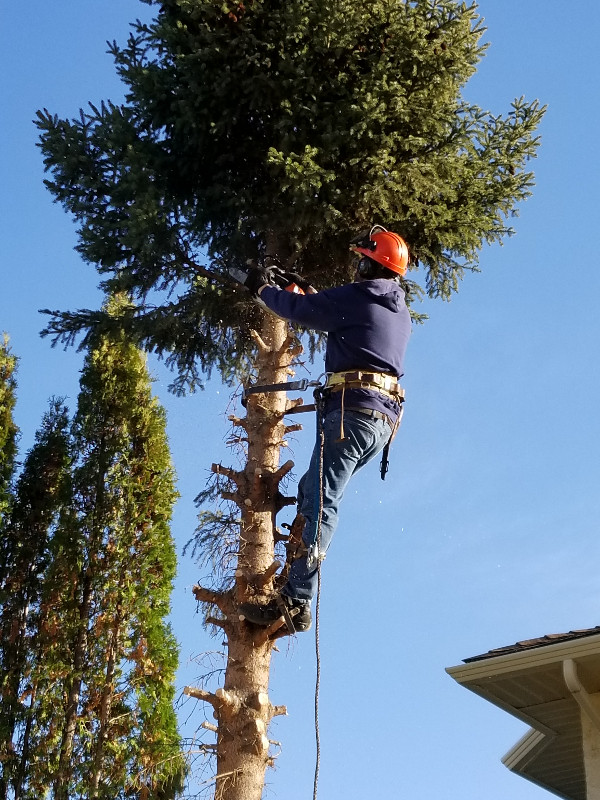 Affordable Tree Services in Lawn, Tree Maintenance & Eavestrough in St. Albert - Image 2