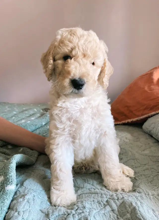Jet Setter Doodles — Irishdoodle Puppies in Dogs & Puppies for Rehoming in Winnipeg - Image 2