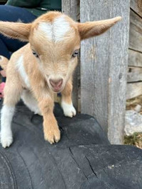 Adorable Nigerian Dwarf Buckling 