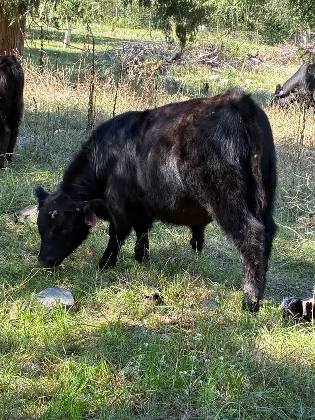 Black angus cross bull calf  in Livestock in Vernon - Image 6