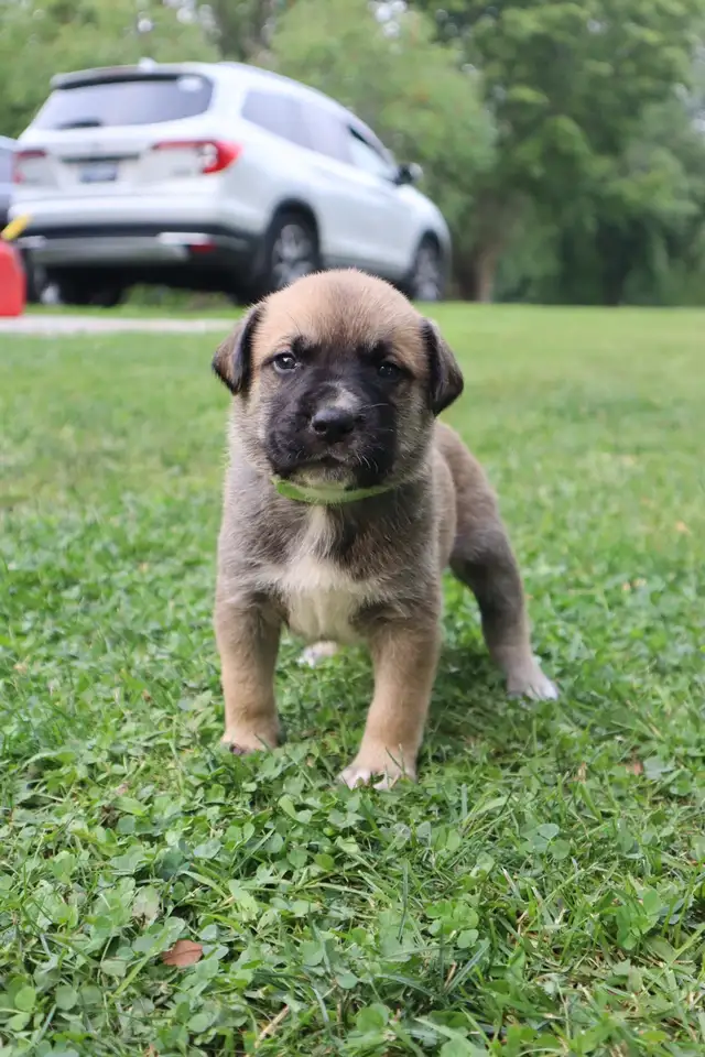 Maspyr Puppies in Dogs & Puppies for Rehoming in St. Catharines - Image 5