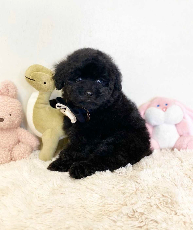 CKC Registered Toy Poodle Puppies ~ 2 Left in Dogs & Puppies for Rehoming in Markham / York Region