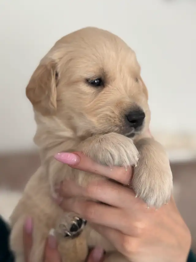 Purebred English Cream Golden Retriever puppies in Dogs & Puppies for Rehoming in Mississauga / Peel Region - Image 7