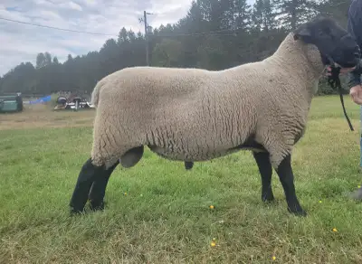 registrable purebred Suffolk ram lambs., View more