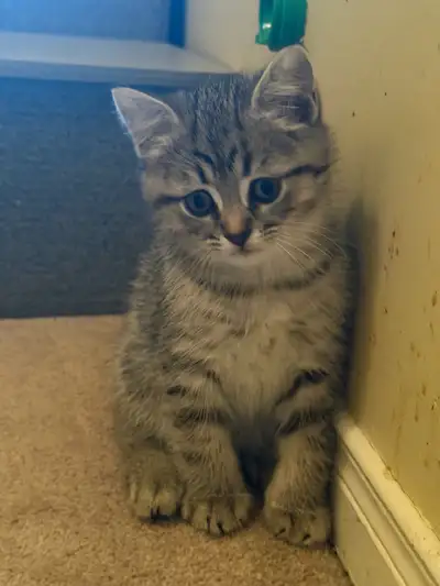 kitten for sale , View more