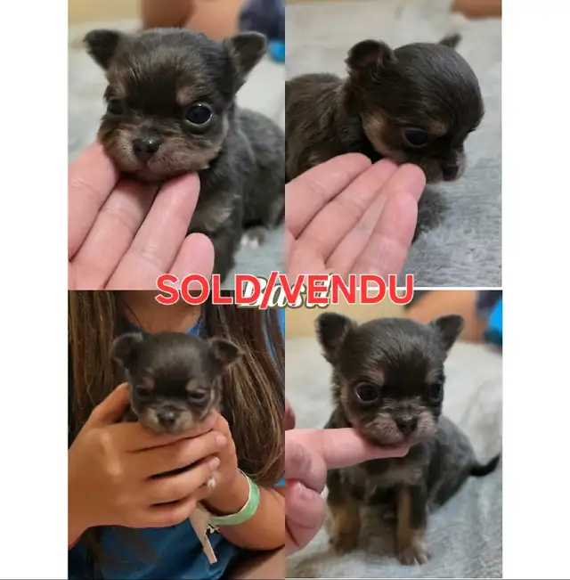 LongCoat Tiny Chihuahua puppies in Dogs & Puppies for Rehoming in Ottawa - Image 8