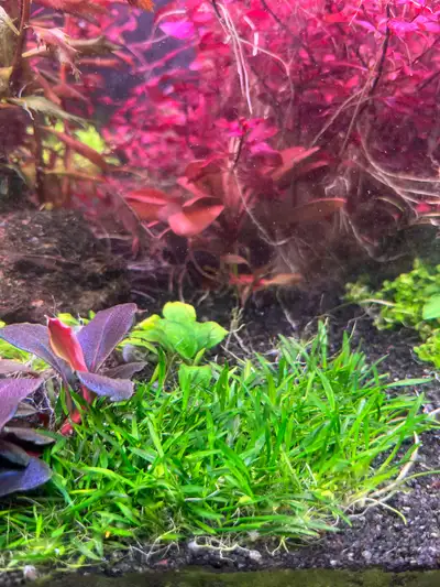 Crypt Parva Tetra Aquarium Plants., View more