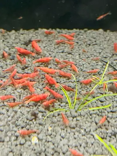 Red shrimp , View more