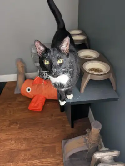 Deux chats mâles vaccinés et stérilisés cherchent une nouvelle f, View more