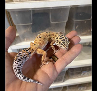 Looking for a leopard gecko 