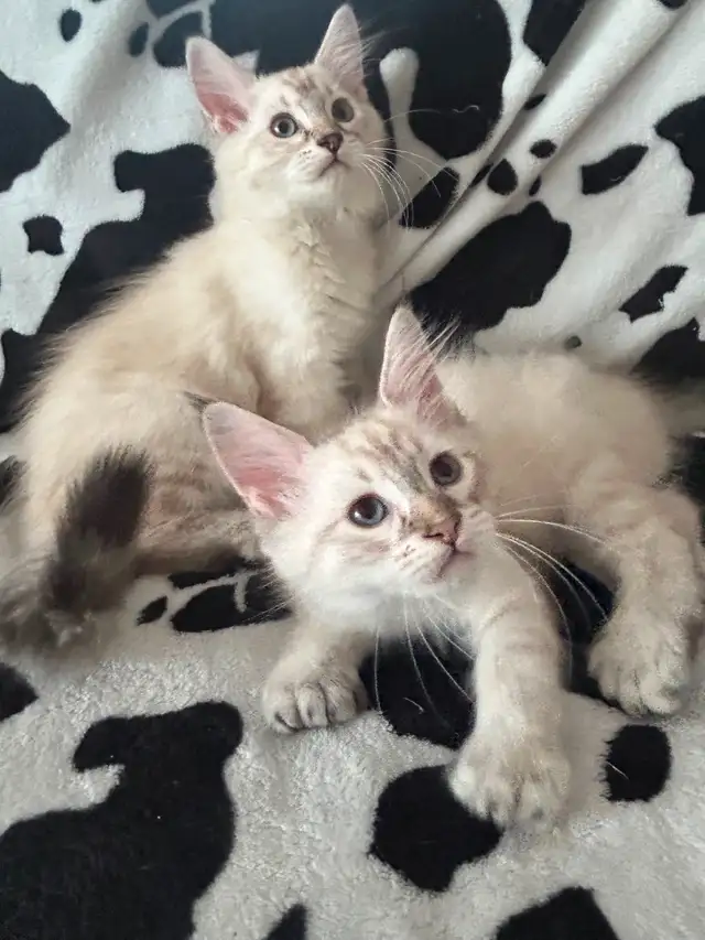Highland lynx in Cats & Kittens for Rehoming in Québec City - Image 8