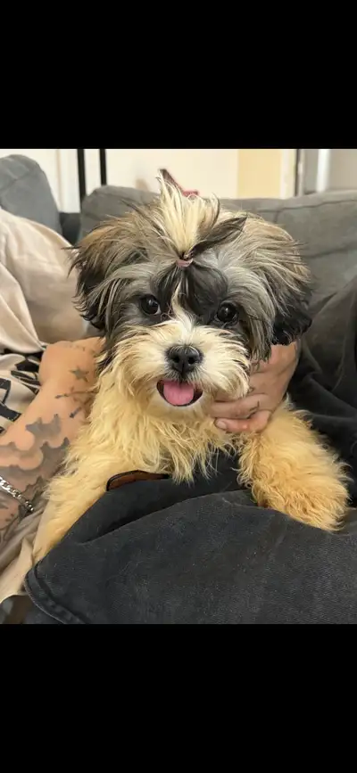 shihtzu puppy, View more