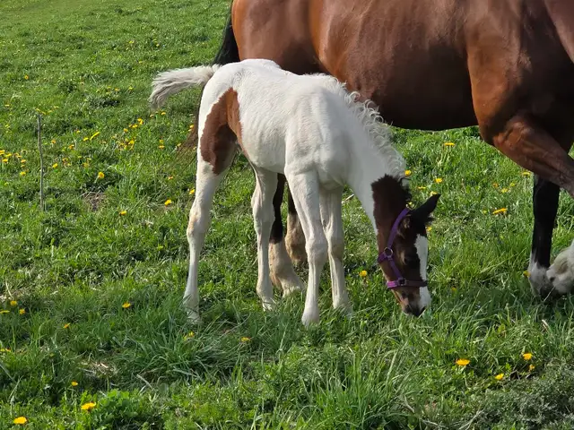 A Beautiful Bay/White APHA Filly in Horses & Ponies for Rehoming in Owen Sound - Image 7