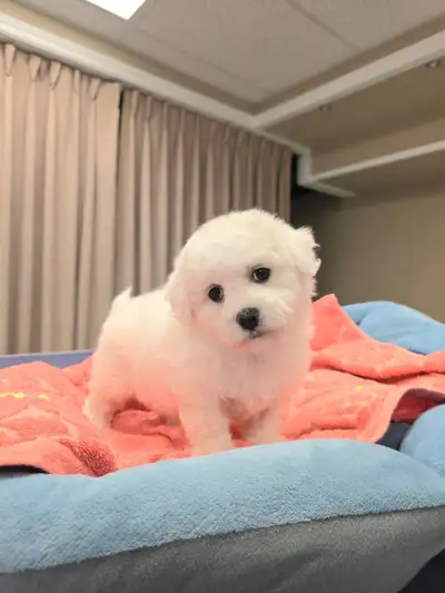 Bichon puppy puppies, View more