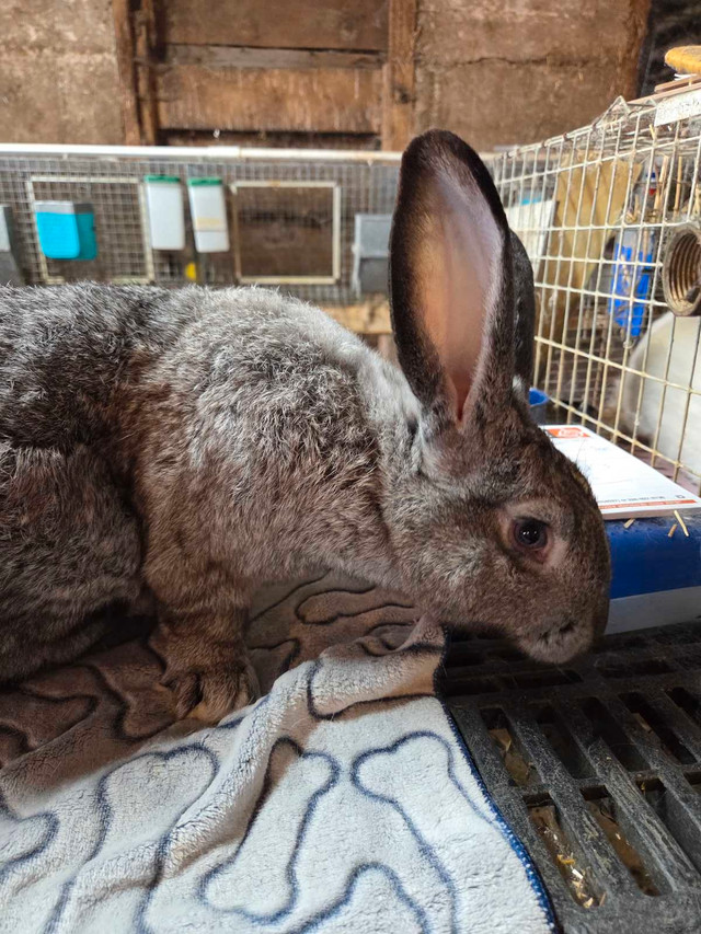 Buck Rabbit  in Other in Grand Bend - Image 2