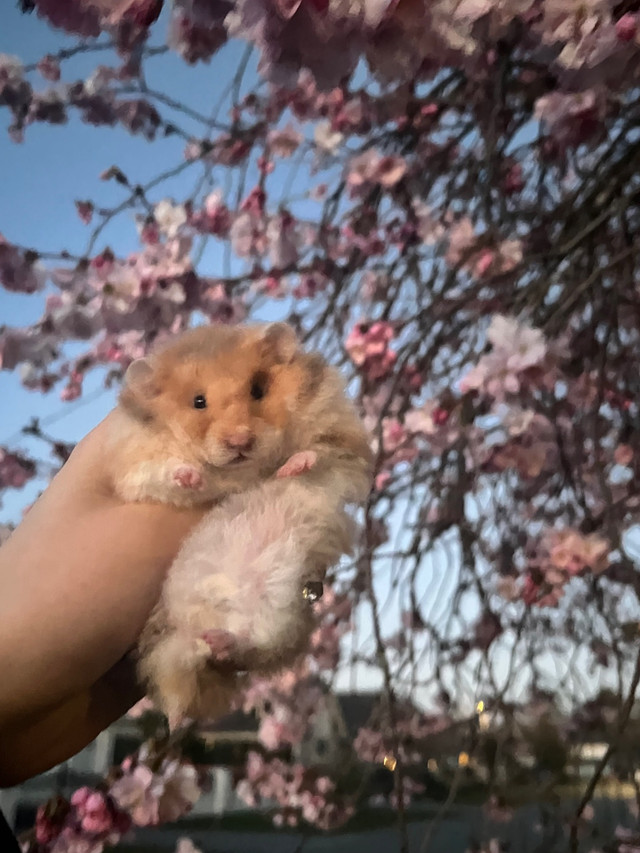Cherry blossom hamsters in Small Animals for Rehoming in Burnaby/New Westminster - Image 2