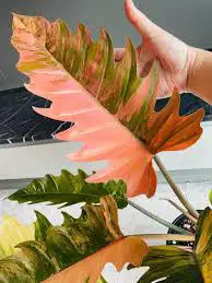 philodendron caramel marble pink and red62864746235138124