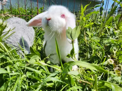 bunnies available now, View more
