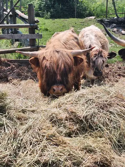 Very Kind and gentle 2 year old Highland, Irish Kerry, dexter bull Located in Pass creek B.C 2508263...