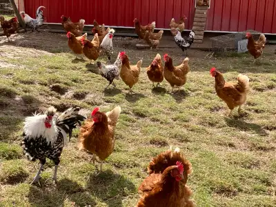 Laying Hens, View more