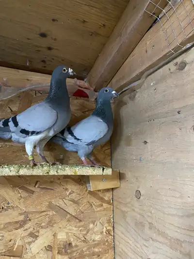 Racing pigeons homer pigeons, View more
