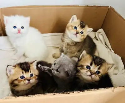  British Longhair & Shorthair Kittens — Loving Homes Wanted , View more