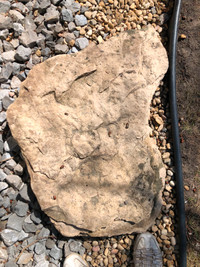 Large Flat Rock with Fossil