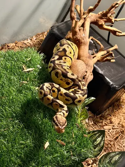 Pastel Vanilla poss Asphalt/YB ball python bred from mutation creations WITH TANK Sub Adult Female -...
