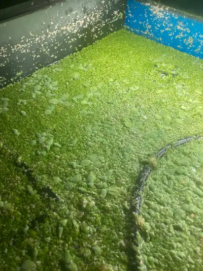 aquatic plants in Amherst, View more