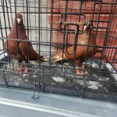 Beautiful Red White-Tail Pigeon Pair for Sale, View more