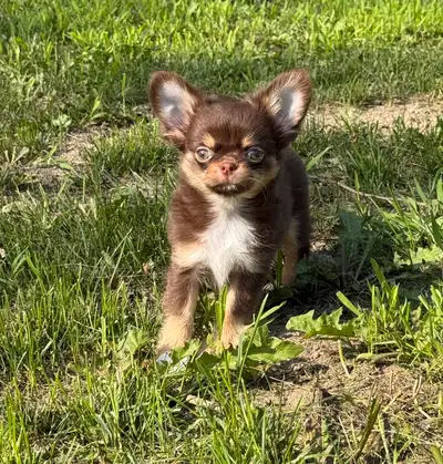 magnifique petit   chihuahua poil long enr. Ckc, View more