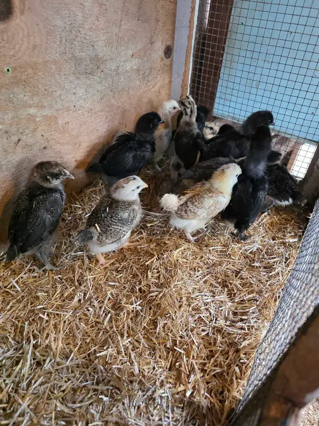 Mixed Chicks in Livestock in Owen Sound - Image 3