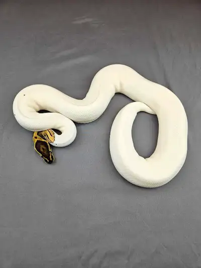 Proven Breeder Orange Dream Pied Female, View more