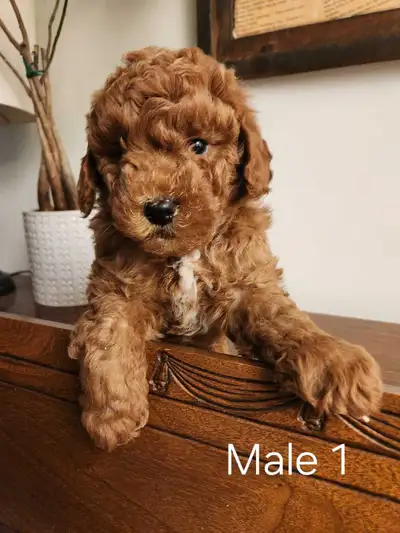 Beautiful Mini-poodle Puppies!, View more
